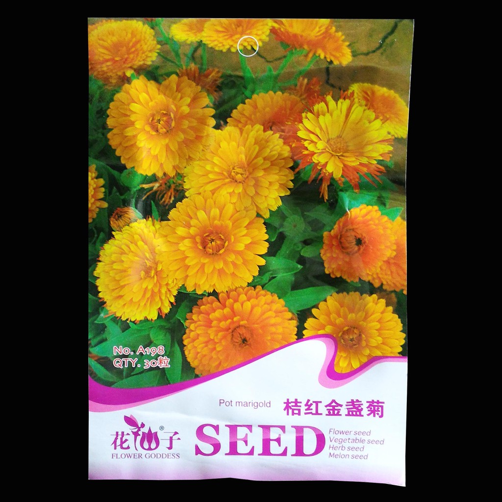 Terlaris Calendula Pot Marigold Grosir