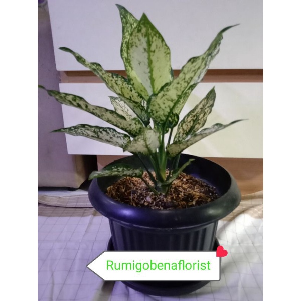 Aglonema Snow white Dewasa