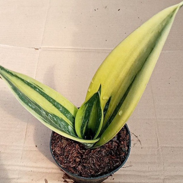 sensivera gold flame