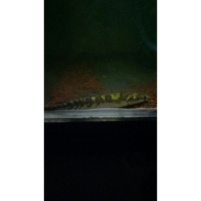 channa chana yellow sntarum 15cm pedes, bkn auranti, stewarti. warna sdh mulai kuning, gondrong ajib