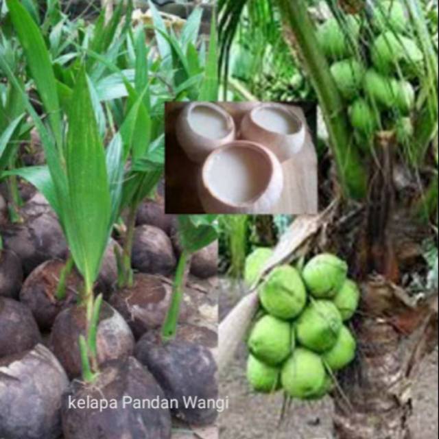 Kelapa pandan wangi