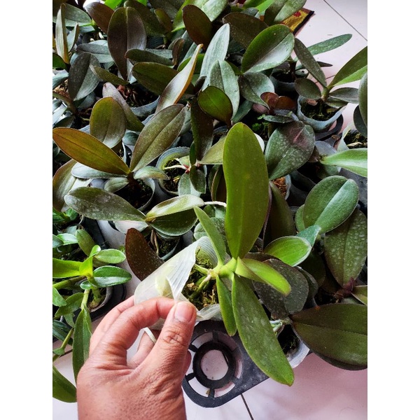 anggrek bulan remaja usia 5 bulan