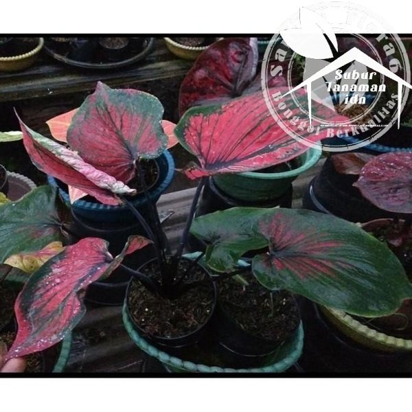 bonggol keladi ganesha wilis