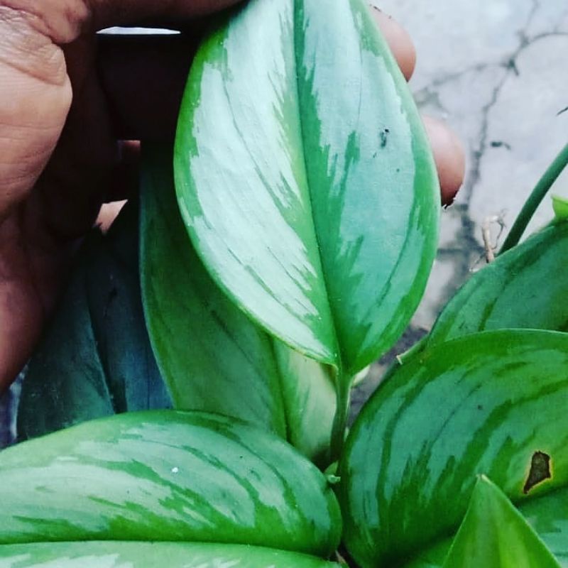 scindapsus Moonlight