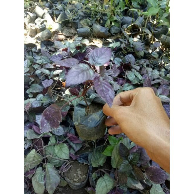 

Bibit Daun Syaraf Daun Ungu Tanaman Herbal