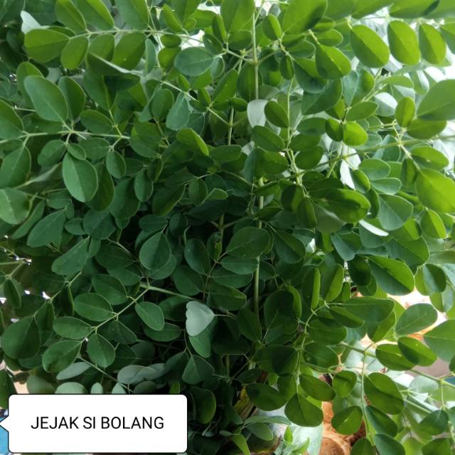 

Daun kelor segar 1kg langsung petik dari kebun herbal