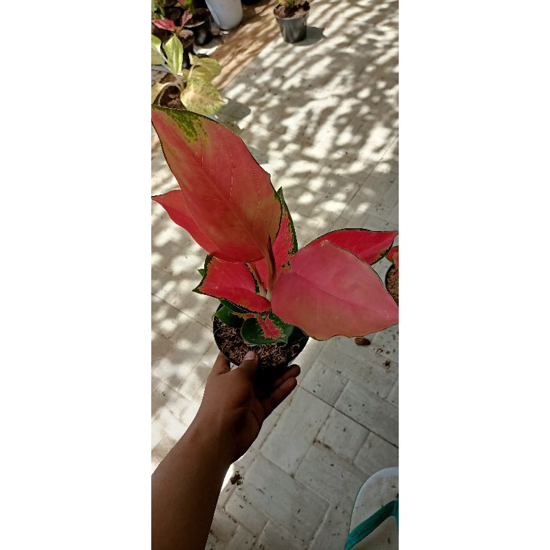 bunga aglonema red majesty/majesti (bunga aglonema red majesty)