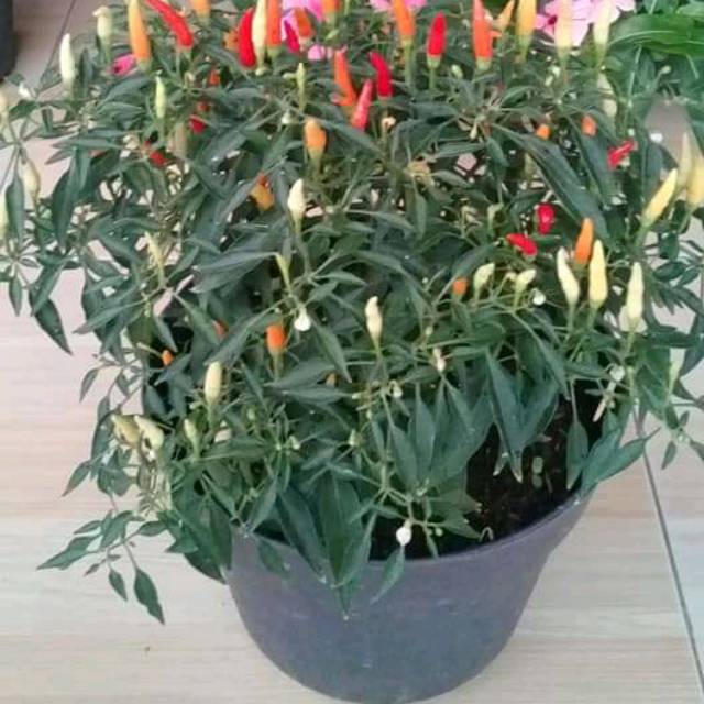 Bibit tanaman cabe pelangi bibit cabe pelangi