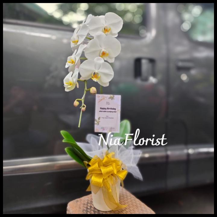 

Anggrek Bulan Orchid Phalaenopsis Hiasan Meja Tanaman Bunga / Hadiah