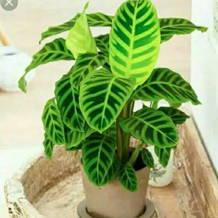 Calathea Zebrina - Tanaman Hias calathea Zebrina