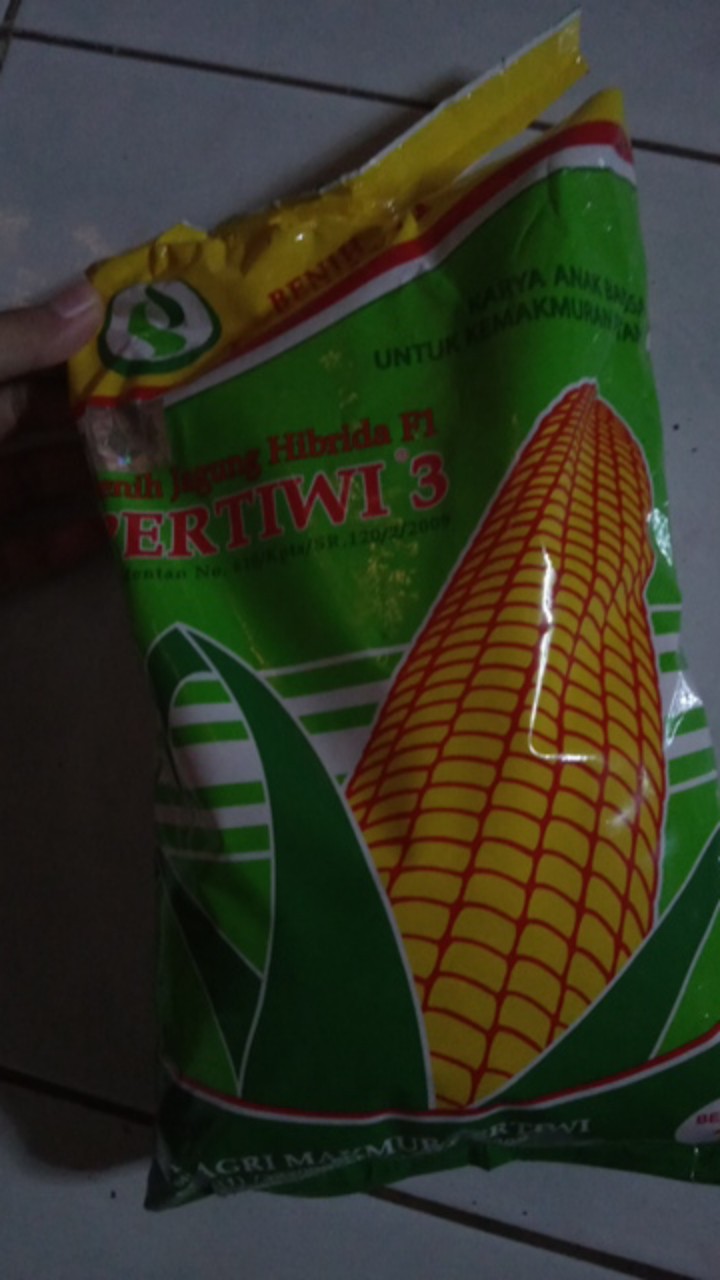 Bibit Jagung. Benih Jagung Hibrida F1 Pertiwi 3 (1 Kg)