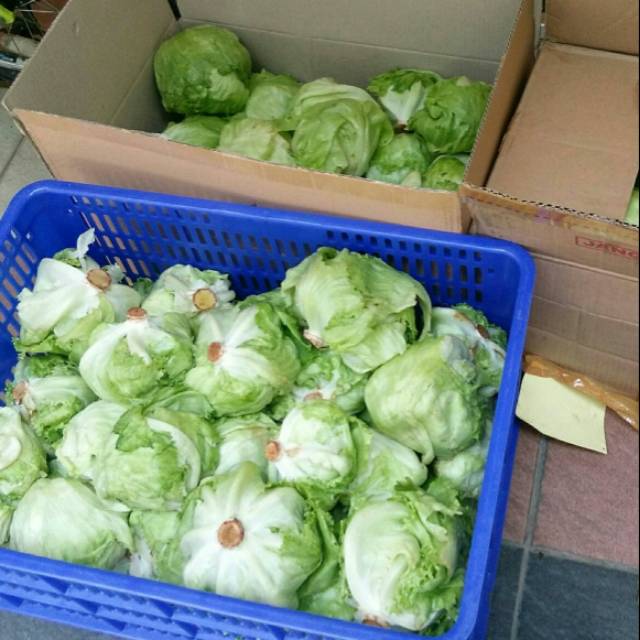 

Lettuce / letus head