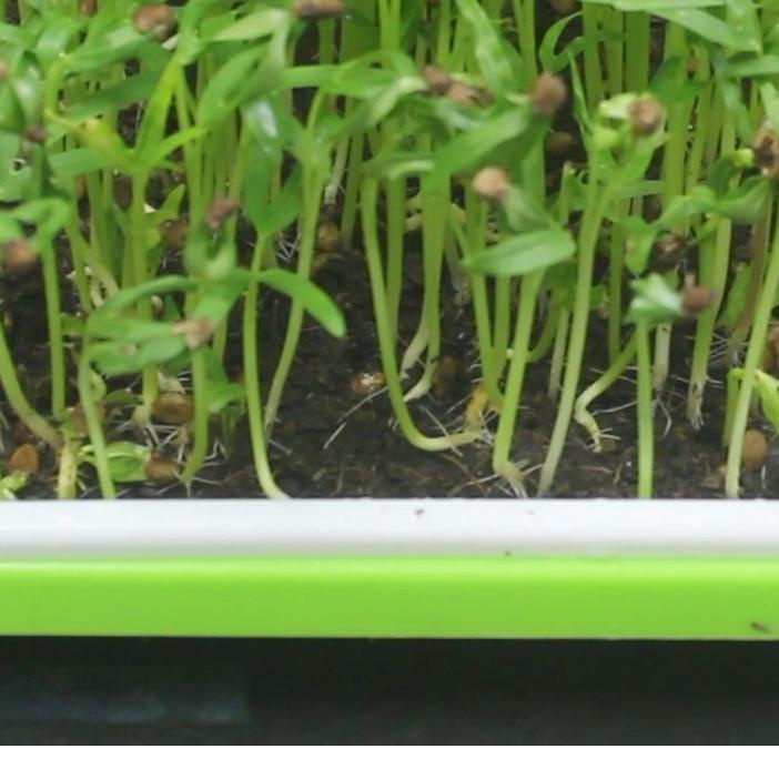 ◊ Tray Microgreen ✈