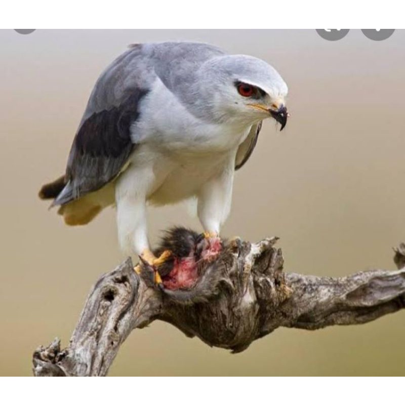 82 Gambar Kartun Burung Alap-alap Terbaru