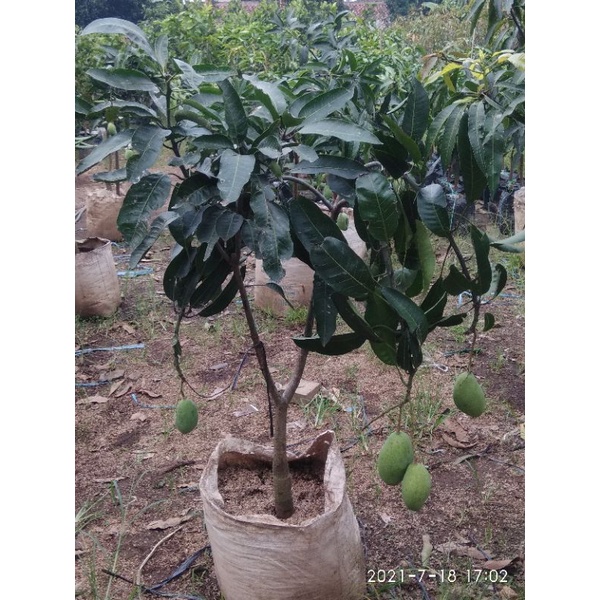 jual pohon mangga harumanis sudah berbuah