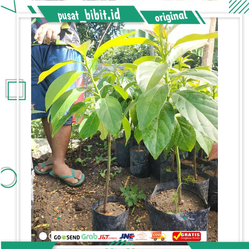 Bibit alpukat Subang kelut.