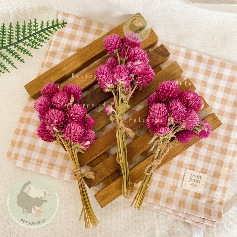 Globe amaranth spray | snacks treats cemilan hamster | dekorasi kandang