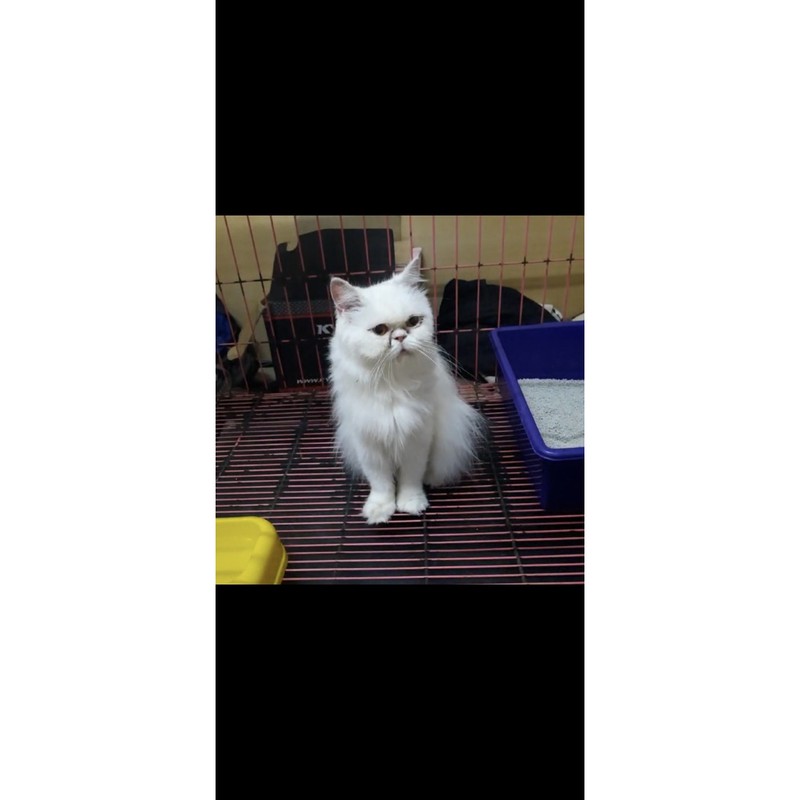 peaknose white solid betina