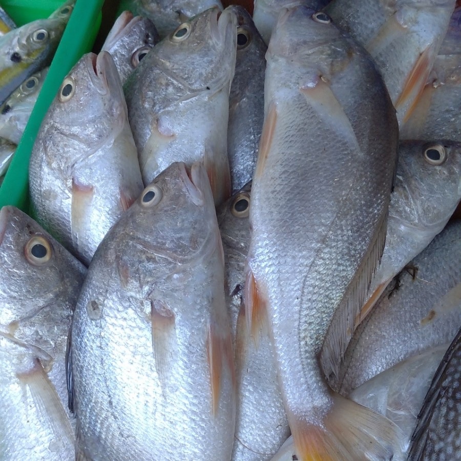 

Ikan Samge / Samgeh Segar Fresh 500gr