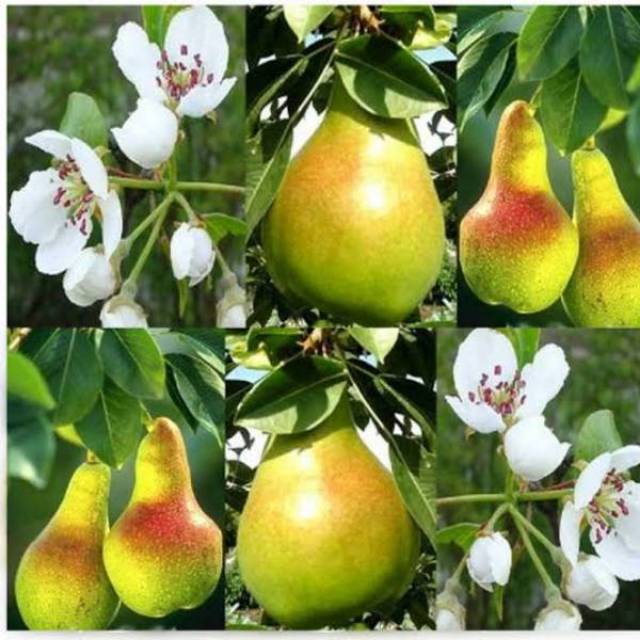 Bibit pear hijau cepat berbuah