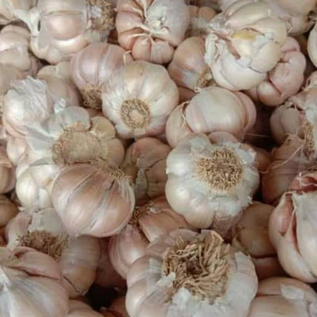 

Bawang putih