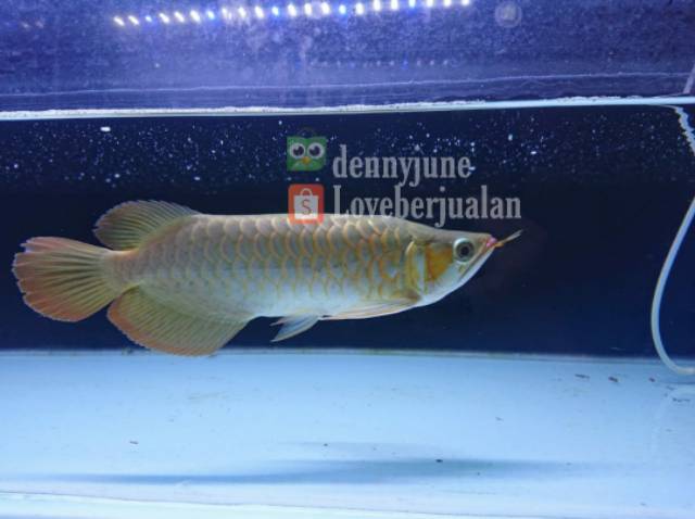 Lampu LED Akuarium 60 cm YANG HW 60 11 watt Aquascape Arowana hw60