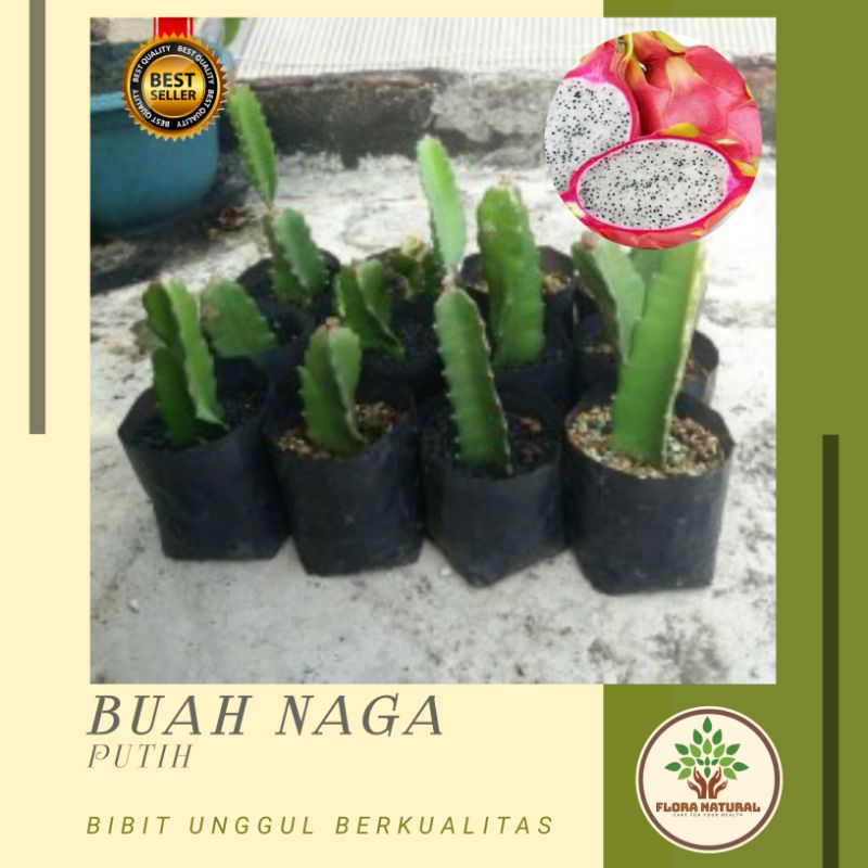 Bibit tanaman buah naga putih pohon buah naga putih