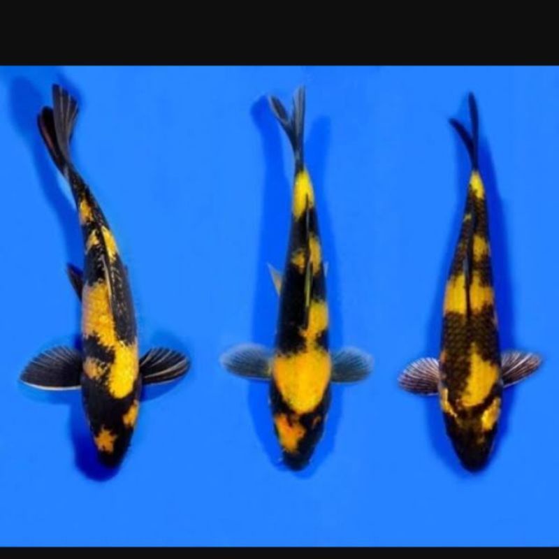 PAJANGAN AQUARIUM Koi Ki Utsuri size 20cm - Utsuri - Ikan koi Blitar