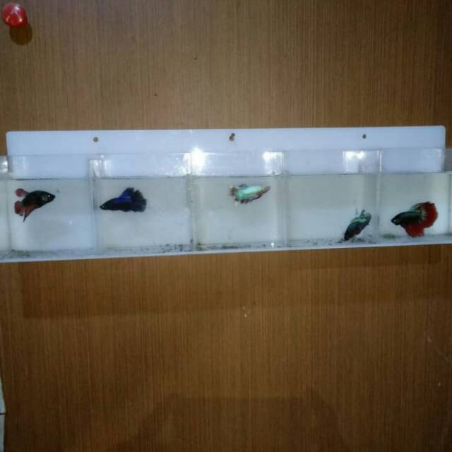 AQUARIUM MINI GANTUNG / TARUH D MEJA / AKRILIC / IKAN CUPANG / CUSTOM UKURAN LAIN BISA / 5 KAMAR