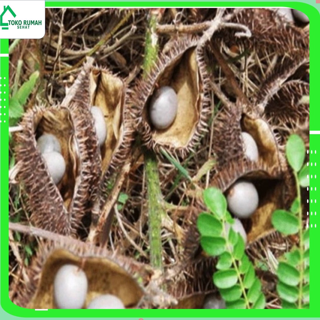 

BIJI BUAH GOREK KERING 1 KG - Caesalpinia Crista - MURNI - JSR