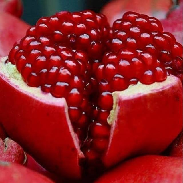 Bibit Delima Merah/Tanaman Delima Merah terlaris
