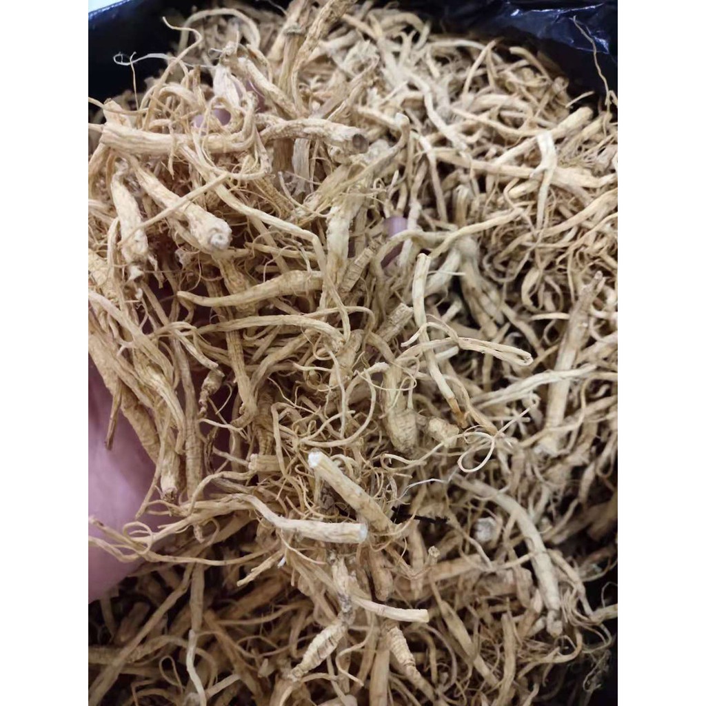 

Akar Ginseng Premium / Yang Shen Xu / Yio Som Chiu 人参须 10 gram