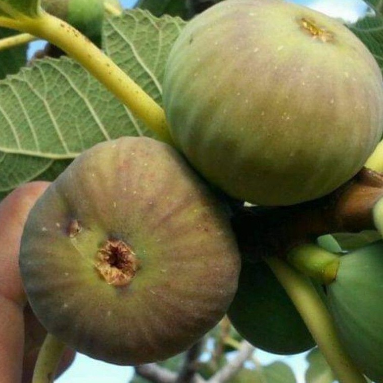 Bibit buah tin langka jenis ASALI | fresh cangkok bibit tin Asali