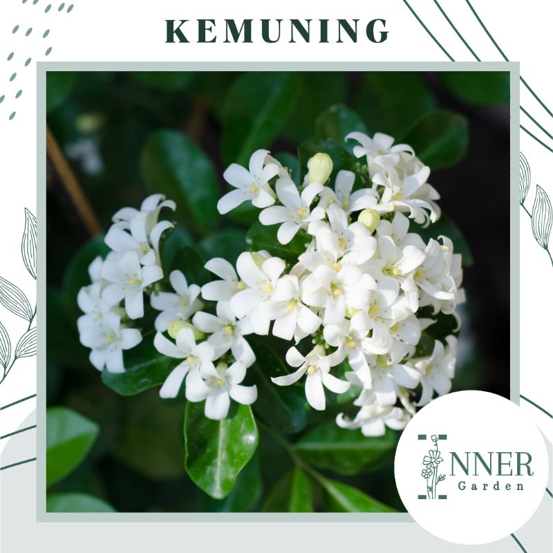 Jual 5 Biji Benih Bunga Melati Kemuning Harum Murraya Paniculata ...