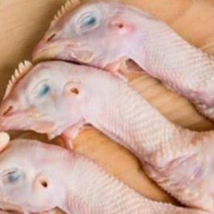 

Kepala Ayam