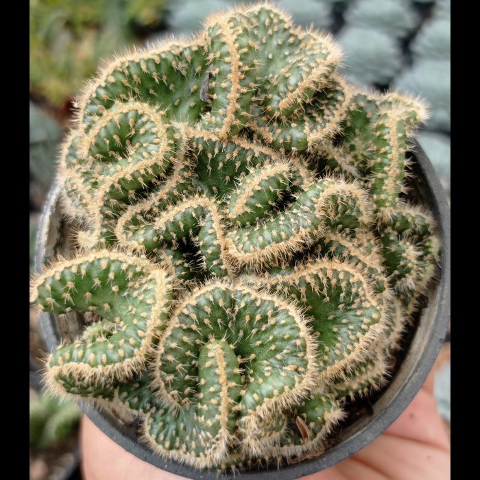 opuntia tuna cristata | kaktus babat