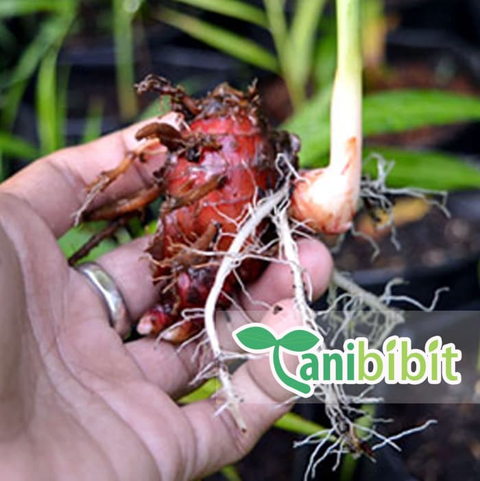 Bibit Jahe Merah - Benih Pohon Obat Herbal - Rimpang Jahe Merah