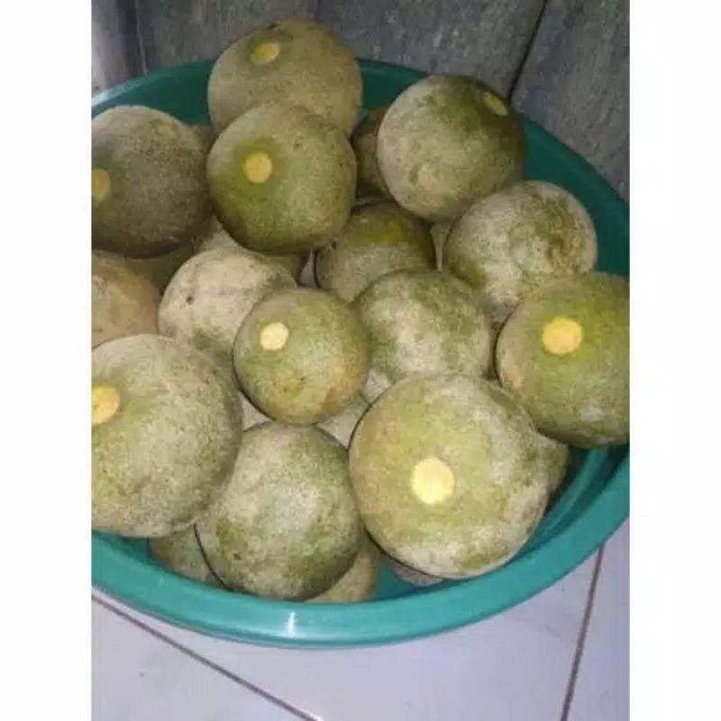 

buah kawista/Buah Kawisto