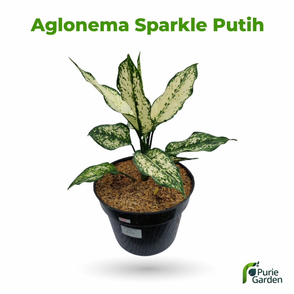 Bibit Tanaman Hias Aglonema Sparkle White PG KDR