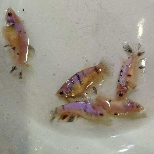 ikan hias cupang betina full telur multicolor