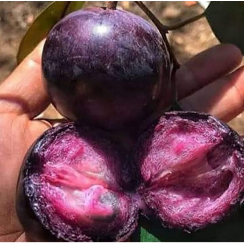 BIBIT KENITU UNGU SUPER