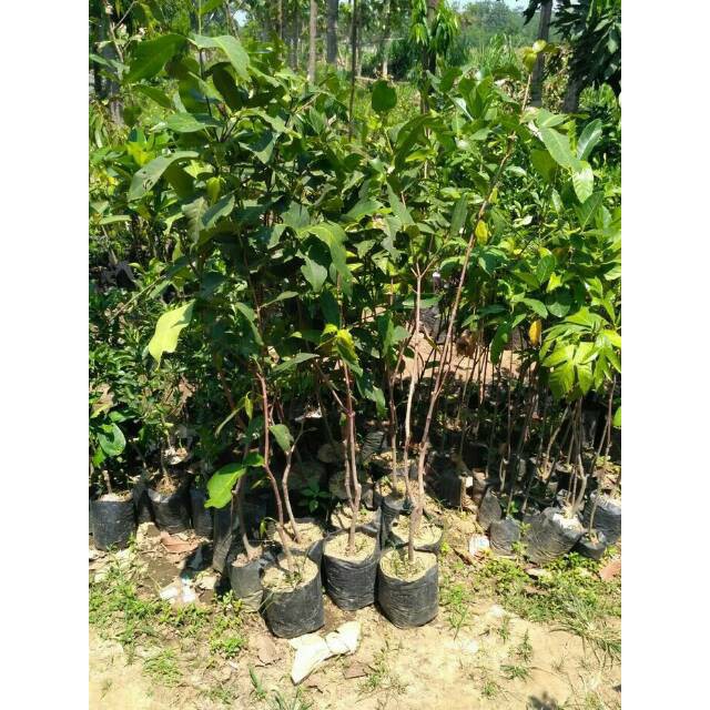 BIBIT JAMBU AIR KIOJOK (COCOK DI TANAM POT)