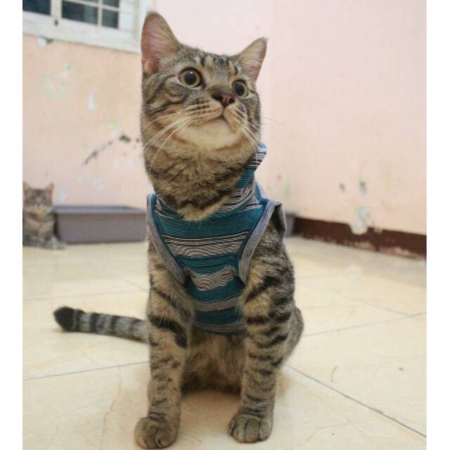 Kaos strip biru abu keren untuk kucing dan anjing / baju kucing murah size S M L XL