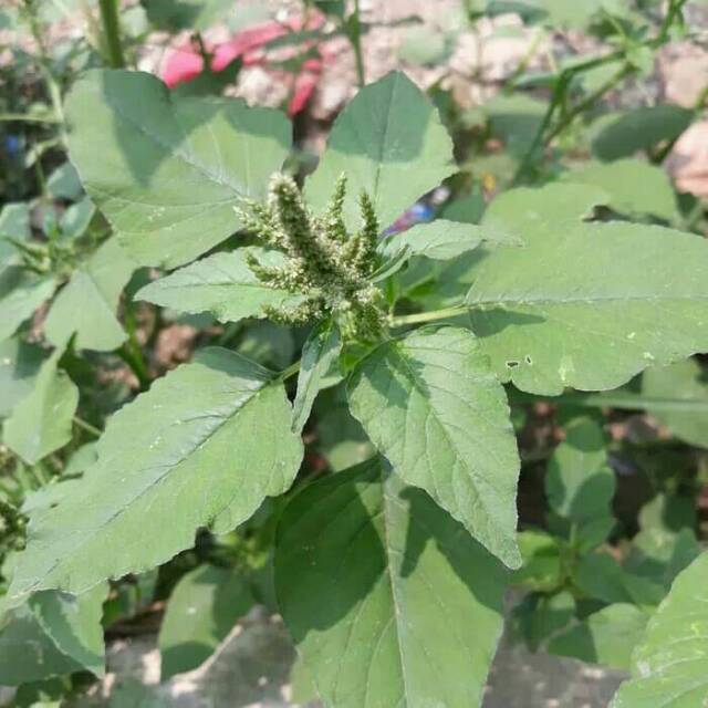 

daun bayam liar atau bayam hutan