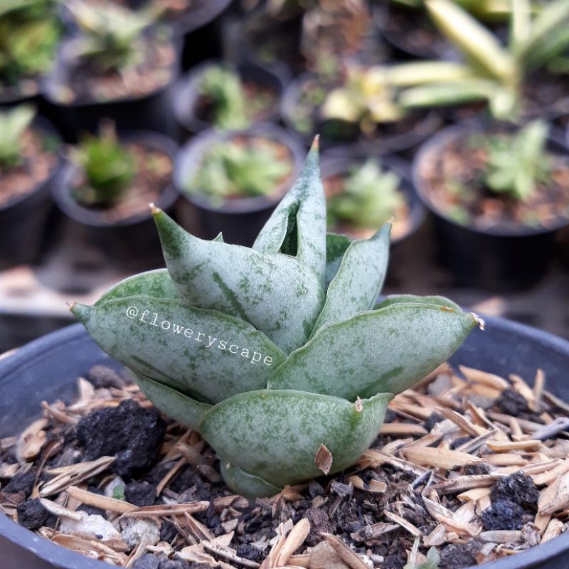 Sansevieria Boncel New Clone / Boncellensis / Sansevieria Hybrid (SIZE REMAJA)