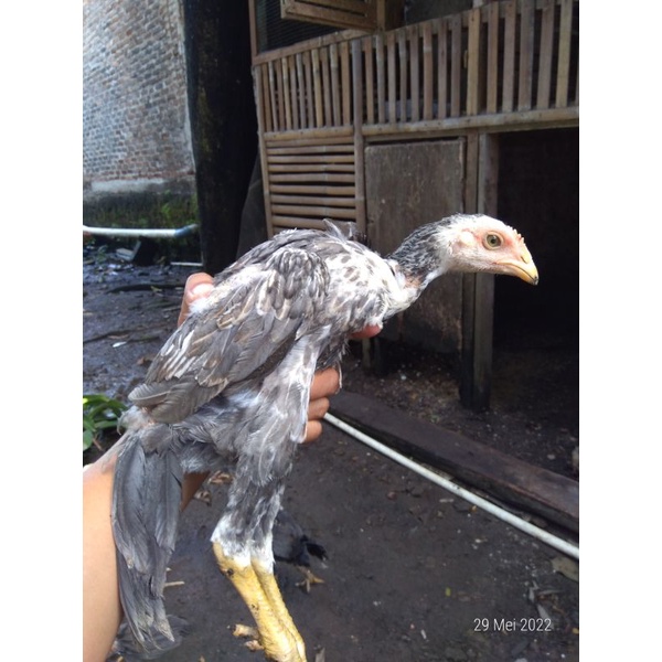 Ayam mangon anakan