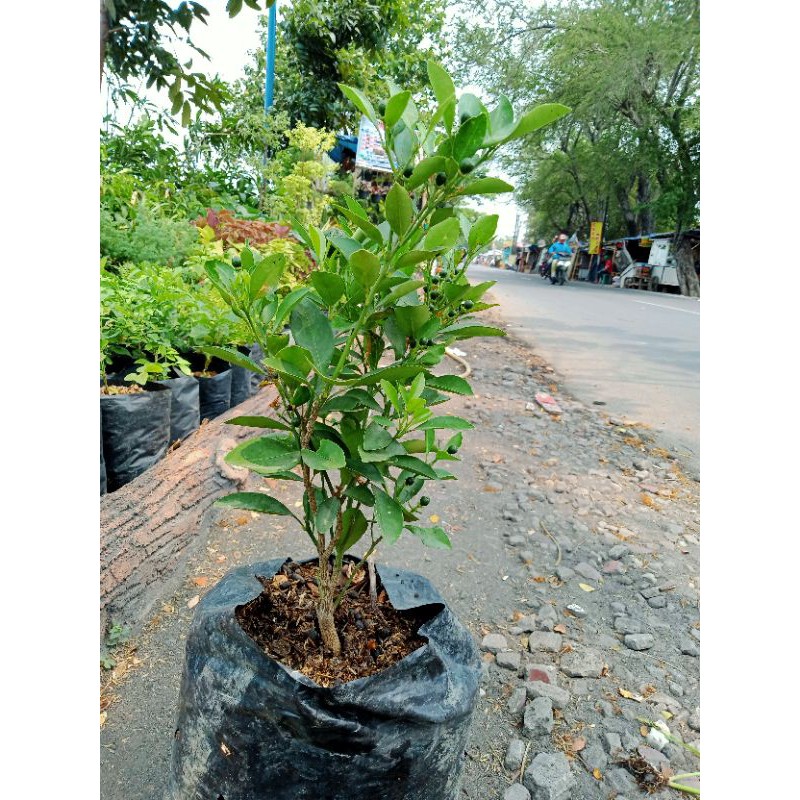 Pohon Jeruk Sonkit Berbuah Siap Tanam