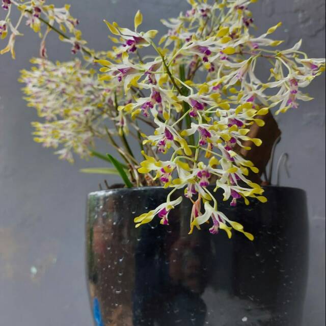 D. Canalicalatum  sp papua