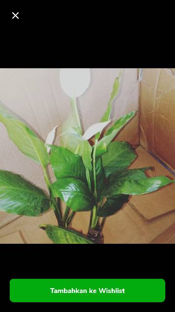 Jual Bunga Peace Lily Tanaman Peace Lily Pohon Spathyfillum