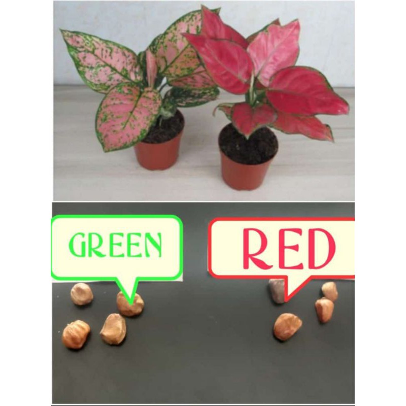 benih bunga aglonema import/Sri rejeki